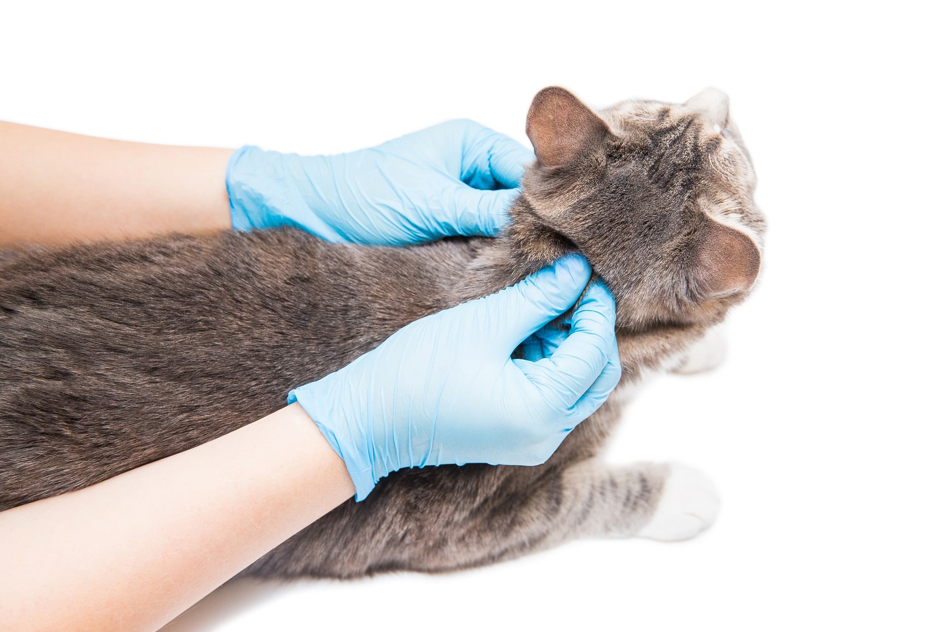 Guía definitiva: Cómo eliminar las pulgas en tu gato de forma efectiva ...
